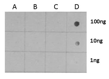 Anti-Histone H3S28ph (phospho Ser28) antibody used in Dot blot (Dot). GTX128953